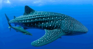 Whale Sharls in the Philippines