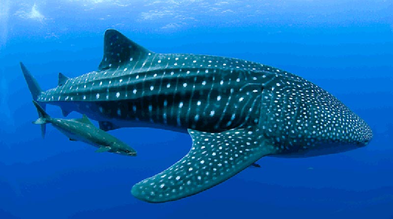 Whale Sharls in the Philippines