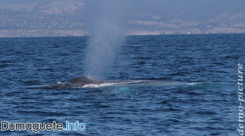 Blue Whale in Negros Oriental