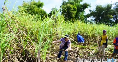 El Niño affects sugarcane quality