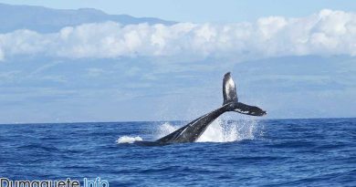 Blue-Whale-study-here-in-Dumaguete
