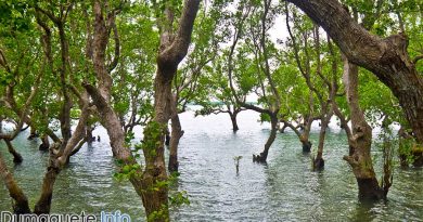 300,000 Mangroves - 10M in 10 for Greener Negros Project