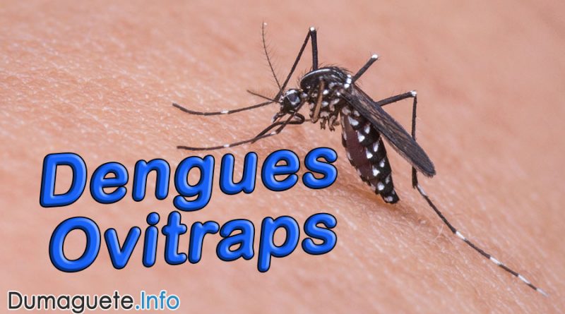 PHO to use Dengue Ovitraps