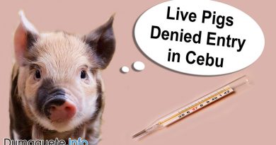 Live Pigs Denied Entry in Cebu - swine fever